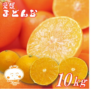 【訳あり】愛媛県産マドンナ 10kg 愛果28号 紅マドンナと同品種