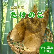 愛媛県産　タケノコ　10kg　／ 筍 たけのこ料理 タケノコご飯 竹の子 野菜 旬の野菜 国産タケノコ 産地直…