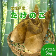 愛媛県産　タケノコ　5kg 【楽天最安値】／ たけのこ 筍 たけのこ料理 タケノコご飯 竹の子 野菜 旬の野…
