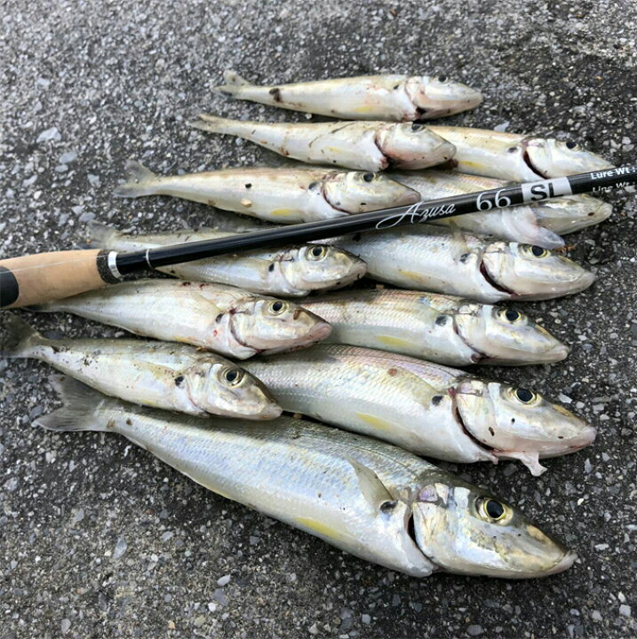 楽天市場】(5)ホッツ Fishing Gang FIDELITY AZUSA 70L (ライトゲーム 