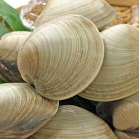 楽天市場 大 蛤の通販