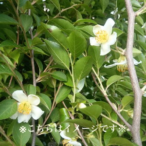 ݌ɔyt : qV   1.5m zt Lt  A P  Ђ߂ V{c[ AJM T^mL A ̔ ϊ A A  IV 