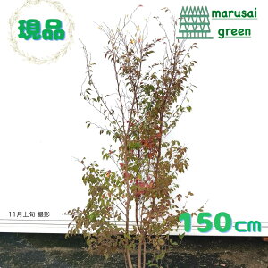 iyt : qV   1.5m zt Lt  A P  Ђ߂ V{c[ AJM T^mL A ̔ ϊ A A  IV 