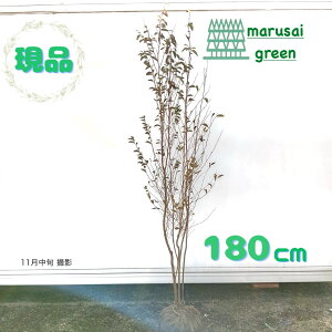 iyt:qV   1.8mzt Lt  A V{c[ AJM T^mL A  ډB K[fjO GNXeA LO j ^  