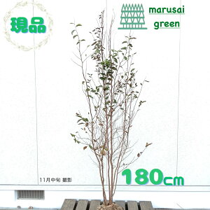 iyt:qV   1.8mzt Lt  A V{c[ AJM T^mL A  ډB K[fjO GNXeA LO j ^  