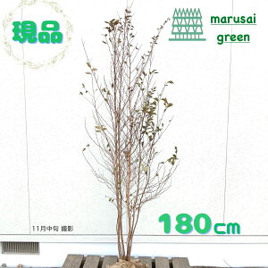 iyt:qV   1.8mzt Lt  A V{c[ AJM T^mL A  ډB K[fjO GNXeA LO j ^  