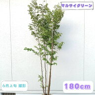 ◎現品発送◎【落葉樹:ヒメシャラ 株 根巻 1.8m】落葉高木 広葉樹 庭木 植木 シンボルツリー アカラギ サ…