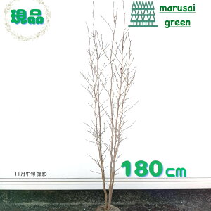 iyt:V   1.8m z t  A V{c[ A  VmL Ē iccoL  Ԗ  A A ̔ Ϗ ϊ ډB K[fj