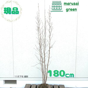 iyt:V   1.8m z t  A V{c[ A  VmL Ē iccoL  Ԗ  A A ̔ Ϗ ϊ ډB K[fj