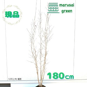 iyt:V   1.8m z t  A V{c[ A  VmL Ē iccoL  Ԗ  A A ̔ Ϗ ϊ ډB K[fj