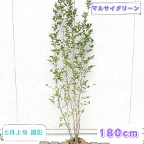 楽天市場】シャラ 株立の通販