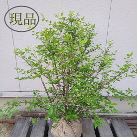 【落葉樹:ニシキギ 単木 根巻 80cm】 落葉中低木 現品