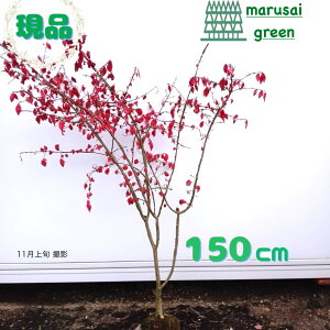 iyt:jVLM P  1.5mz t Lt і ݂̂ J~\mL  A  A A V{c[ ډB K[fjO GNXeA K[f 