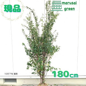 iyΎ:nCmL   1.8mz΍ Lt A  V{c[ ډB K[fjO GNXeA  A A  IV ̔ ϊ Ϗ m a