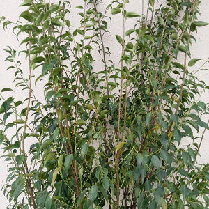 ݌ɔyΎ:nCmL   1.8mz΍ Lt A  V{c[ ډB K[fjO GNXeA  A A  IV ̔ ϊ Ϗ m a