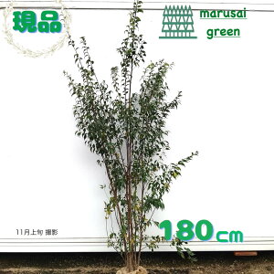 iyΎ:nCmL   1.8mz΍ Lt A  V{c[ ډB K[fjO GNXeA  A A  IV ̔ ϊ Ϗ m a