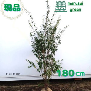 iyΎ:nCmL   1.8mz΍ Lt A  V{c[ ډB K[fjO GNXeA  A A  IV ̔ ϊ Ϗ m a