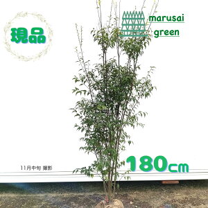 iyΎ:nCmL   1.8mz΍ Lt A  V{c[ ډB K[fjO GNXeA  A A  IV ̔ ϊ Ϗ m a