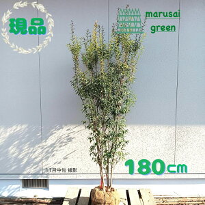 iyΎ:nCmL   1.8mz΍ Lt A  V{c[ ډB K[fjO GNXeA  A A  IV ̔ ϊ Ϗ m a