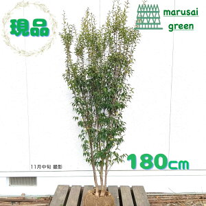 iyΎ:nCmL   1.8mz΍ Lt A  V{c[ ډB K[fjO GNXeA  A A  IV ̔ ϊ Ϗ m a