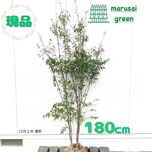 iyΎ:nCmL   1.8mz΍ Lt A  V{c[ ډB K[fjO GNXeA  A A  IV ̔ ϊ Ϗ m a