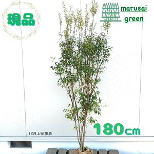 SALE!!iyΎ:nCmL   1.8mz΍ Lt A  V{c[ ډB K[fjO GNXeA  A A  IV ̔ ϊ Ϗ m