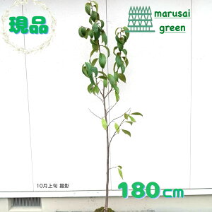 ◎現品発送◎【落葉樹:大輪エゴノキ メリオデンドロン ピンク花 単木 根巻 1.8m】落葉中高木 苗 苗木
