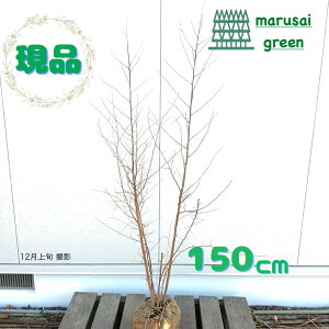 �����i�������y���t��:�g�ԃG�S�m�L �s���N�`���C�� �� ���� 1.5m�z���t������ �V���{���c���[ ���t�� �V���{���c���[ �A�� �ԉ� �� �Ԗ� �Ԃ� �� �Ϗ��� �ϊ��� �A�� ������� �I�V���� ���O 