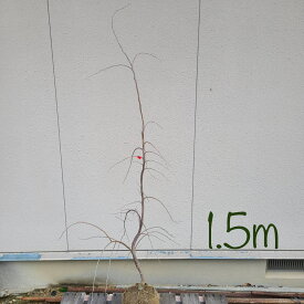 【落葉樹:枝垂れエゴノキ 赤 単木 根巻 1.5m】落葉中高木 庭木 植木シンボルツリー 現品