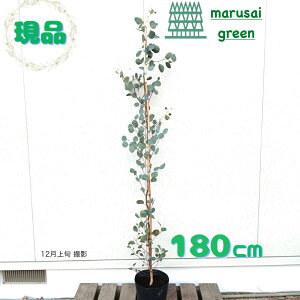 iyt:[J||X P |bg 1.8m zt  A V{c[ c c ډB