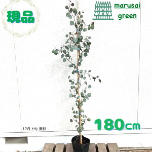 iyt:[J||X P |bg 1.8m zt  A V{c[ c c ډB