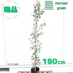 �����i�������y��t��:���[�J���|�|���X �P�� �|�b�g 1.8m �z��t������ ��� �A�� �V���{���c���[ �c �c�� �ډB��