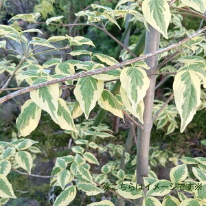 SALE!!yt:ni~YL Ch() P  1.5m zt  A  A A A A V{c[ Xen nCubhni~YL Ԑ ͂Ȃ݂ Ϗ