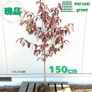 iyt:ni~YL Ch() P  1.5m zt  A  A A A A V{c[ Xen nCubhni~YL Ԑ ͂Ȃ݂ 