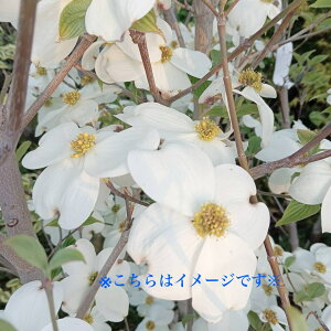 SALE!!yni~YL  P  1.5mzt t  A V{c[ ډB K[fjO GNXeA LO aLO Vzj wLO j ^ i 