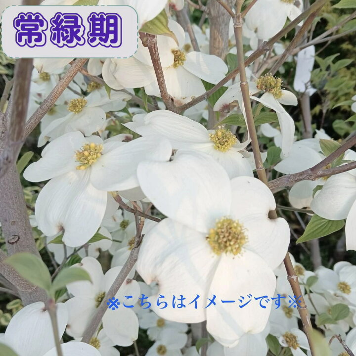 楽天市場】《エントリーで全品ポイント10倍》 ◎現品発送◎【 落葉樹 