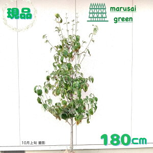 ◎現品発送◎【 落葉樹:ハナミズキ 白 単木 根巻 1.8m 】落葉高木 広葉樹 庭木 ハナミズキ はなみずき 花水木 白 植木 花木 樹木 植物 植栽 植樹 地植え ポット植え シンボルツリー 屋外 目隠し