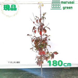 iy t:ni~YL  P  1.8m zt Lt  ni~YL ͂Ȃ݂ Ԑ  A Ԗ  A A A nA |bgA V{c[ O ډB