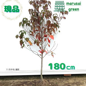 iy t:ni~YL  P  1.8m zt Lt  ni~YL ͂Ȃ݂ Ԑ  A Ԗ  A A A nA |bgA V{c[ O ډB