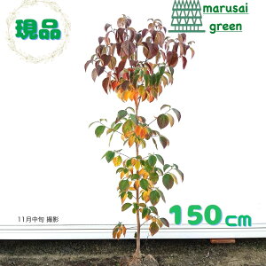 iyni~YL  P  1.5mzt t  A V{c[ ډB K[fjO GNXeA LO aLO Vzj wLO j ^ i 