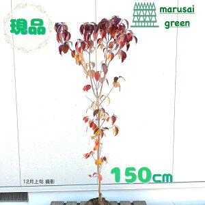 SALE!! iyni~YL  P  1.5mzt t  A V{c[ ډB K[fjO GNXeA LO aLO Vzj wLO j ^ i