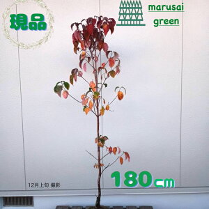 iy t:ni~YL  P  1.8m zt Lt  ni~YL ͂Ȃ݂ Ԑ  A Ԗ  A A A nA |bgA V{c[ O ډB