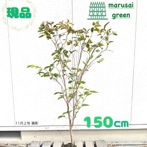 iyt:VL() P  1.5mz t  A V{c[