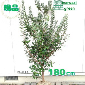 iyΉʎ:tFCWA gCAt P  1.8mzΒ  A V{c[ tBWA ϊ Ώ 썑ʎ Ӑ M c c ̔ A A