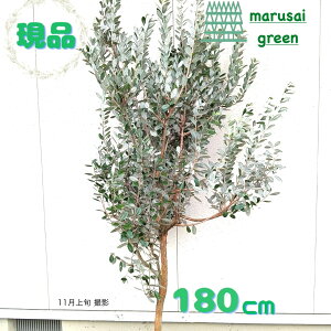 iyΎ:tFCWA }X P  1.8mzΒ  A V{c[ tBWA ϊ Ώ 썑ʎ Ӑ M c c ̔ A A