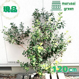 ◎現品発送◎【フェイジョア アポロ 株 根巻 1.2m】 常緑樹 常緑中高木 庭木 植木 シンボルツリー