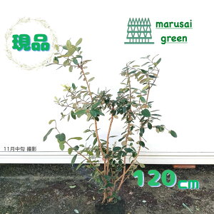 iyΉʎ:tFCWA A|   1.2mz Β  A V{c[ tBWA pCibvO@o ϊ Ώ 썑ʎ Ӑ M c c ̔ A 