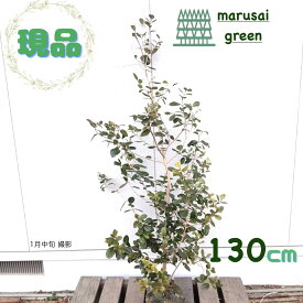 ◎現品発送◎【常緑果樹:フェイジョア アポロ 単木 根巻 1.3m】 常緑中高木 庭木 植木 シンボルツリー フィジョア 耐寒性 対暑性 南国果実 晩性種 熱帯 苗 苗木 販売 庭植え 植樹