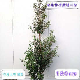 【 常緑果樹:フェイジョア アポロ 単木 根巻 1.8m 】 常緑中高木 庭木 植木 シンボルツリー パイナップルグァバ 耐暑性 耐寒性 果樹 南国果実 晩性種 苗 苗木 樹木 販売 植栽 植樹 おしゃれ 記念樹 和風 洋風 庭植え 目隠し ガーデニング エクステリア 園芸 お祝い