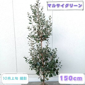 ◎現品発送◎【常緑果樹:フェイジョア アポロ 単木 根巻 1.5m】 常緑中高木 庭木 植木 シンボルツリー フィジョア 耐寒性 対暑性 南国果実 晩性種 熱帯 苗 苗木 販売 庭植え 植樹